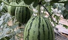 今日吃瓜反差.怀仁最近网红大瓜,反转再反转，真相令人咋舌